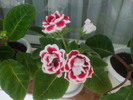 DSCF5814