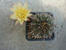 Echinopsis aurea    (Britton & Rose) Fosta;  Lobivia schaferi