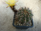 Echinopsis aurea   (Britton & Rose) Fosta;  Lobivia schaferi