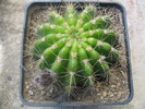 Echinopsis callichroma      (Cardenas)