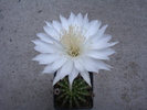 Echinopsis callichroma   (Cardenas)