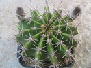 Echinopsis oxygona  (Link) Zucc