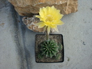 Echinopsis sp.   (hibrid)