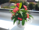 EUPHORBIA