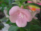 Double Pink Rose