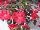 Achimenes flamenco 5