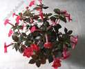 Achimenes flamenco 6