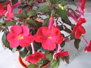 Achimenes flamenco 7