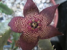 Stapelia revoluta v. tigrida - floare