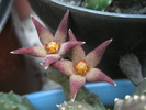 Piaranthus foetidus - flori