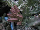 Orbeopsis lutea - boboci 13.10