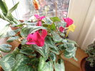 cyclamen