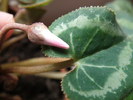 boboc cyclamen