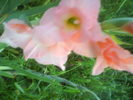 DSC02723