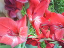 DSC02726