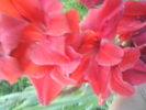 DSC02727