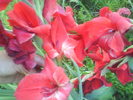 DSC02728