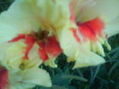 DSC02737