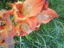 DSC02744