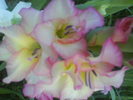 DSC02747