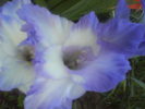 DSC02752