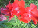 DSC02753