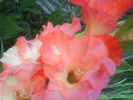 DSC02762