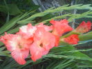 DSC02763