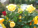 TRANDAFIRI