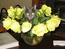 poze-haioase-poze-amuzante-martisoare-1-martie-8-pisici-primavara-flori[1]