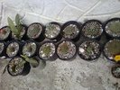 Cactusi grup (2)