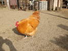 Orpington galben . 2007