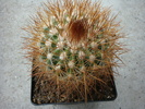 Parodia aureicentra (Backeb.1934)