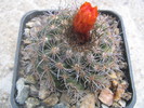 Parodia comarapana  (Cárdenas 1951) fosta; mairanan