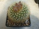 Parodia formosa     (F.Ritter1964) fosta; aurea