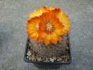 Parodia microsperma  (Backeb.)