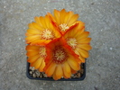 Parodia microsperma (Backeb.)