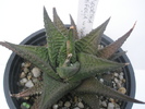 H. limifolia v. nigra - 15.10