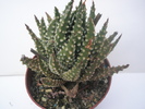 H. pumila 1