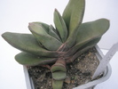 Gasteria de la Seghet - 15.10