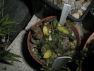 Gasteria liliputana variegata