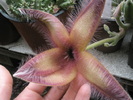 Stapelia gettlefii - 15.10