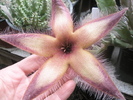 Stapelia gettlefii - floare