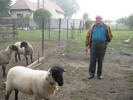 sufolk schafe in Rumanien