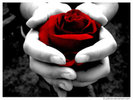 Red_Rose_by_jolenex