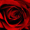 Red_Summer____by_WhiteBook