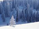 Snow Trees__games.yonan.ro