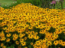 black-eyed-susan