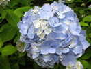 hydrangea1