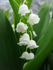 lilyofthevalley